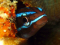   Blue Blenny new year  